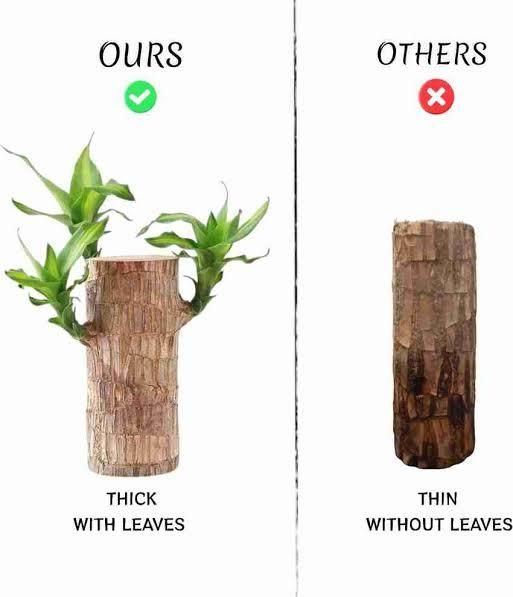 Brazilian Lucky Wood, Mini Home Plant Decorations (Pack of 2) Home Essentials