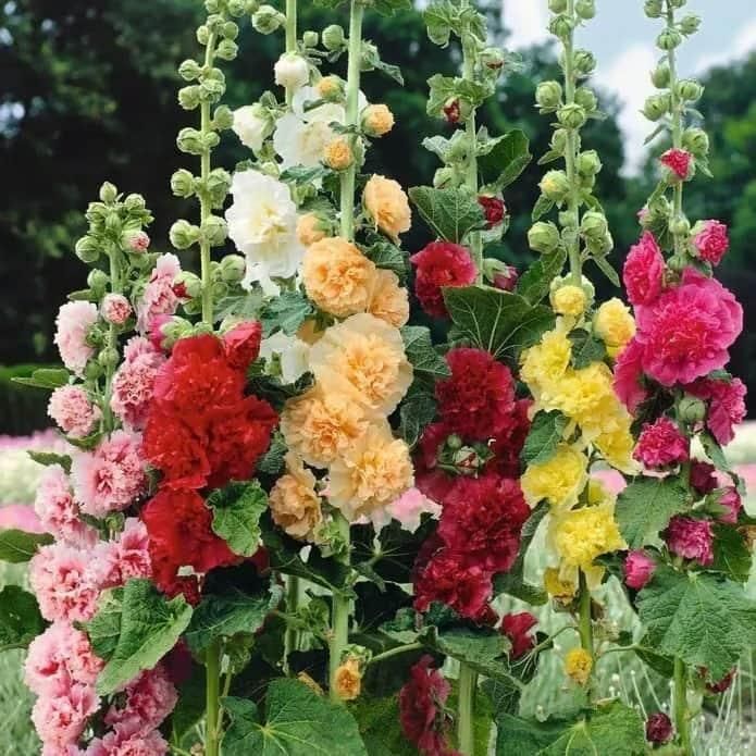 Imported Hollyhock Seeds	(Pack of 2) Home Essentials