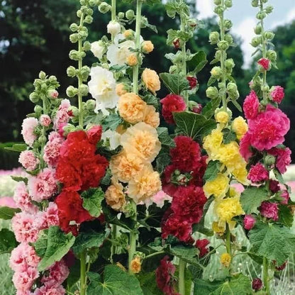 Imported Hollyhock Seeds	(Pack of 2) Home Essentials