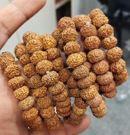 7 Mukhi Rudraksha Bracelet Jewellery