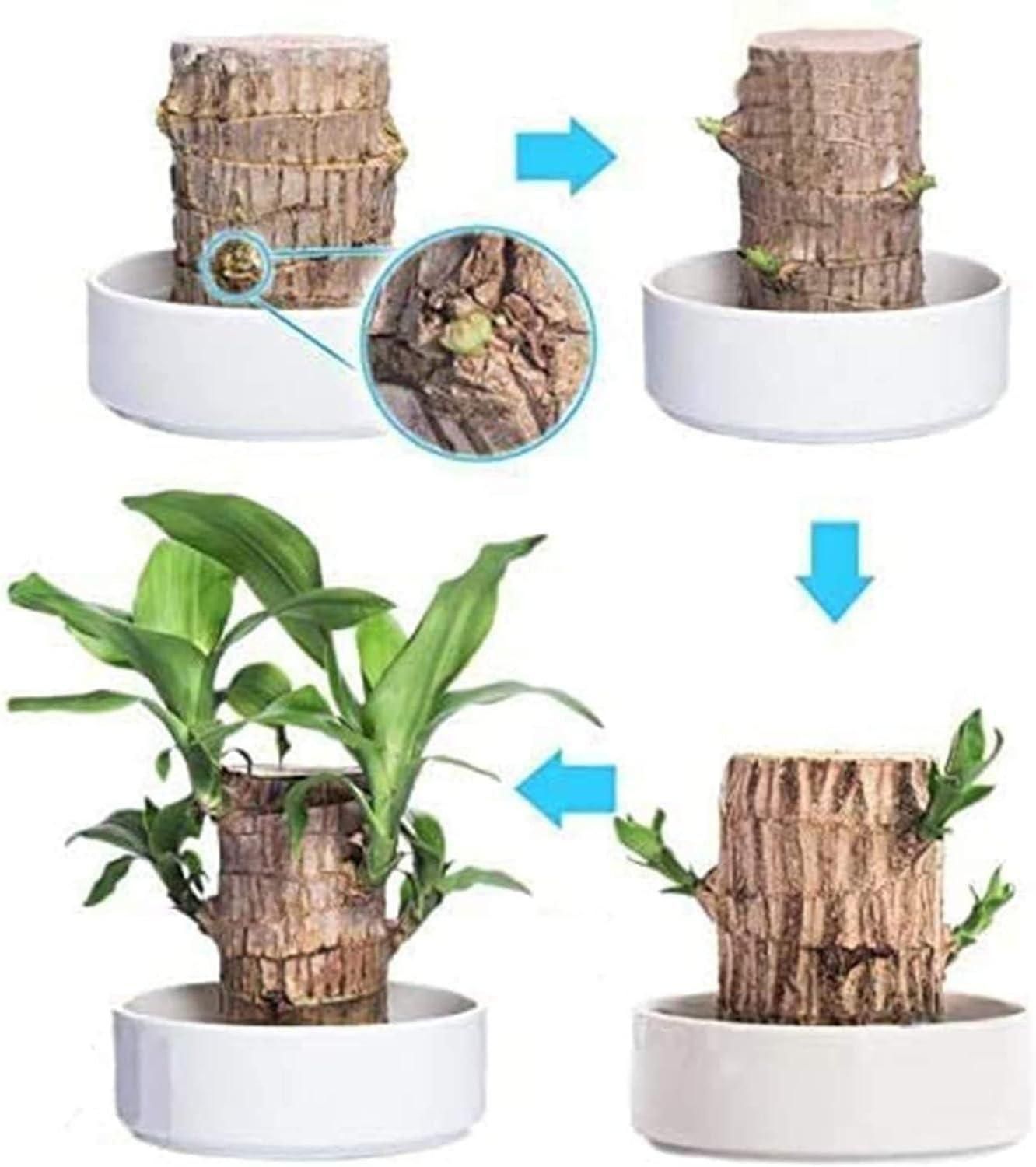 Brazilian Lucky Wood, Mini Home Plant Decorations	(Pack of 2) Home Essentials