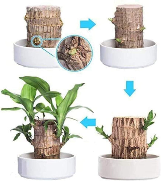Brazilian Lucky Wood, Mini Home Plant Decorations	(Pack of 2) Home Essentials