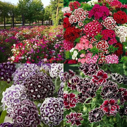 Dianthus Seeds (Free Pot Mixture 100 gm)