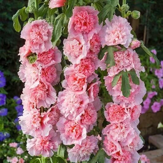 Imported Hollyhock Seeds	(Pack of 2) Home Essentials