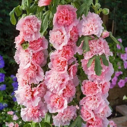 Imported Hollyhock Seeds	(Pack of 2) Home Essentials