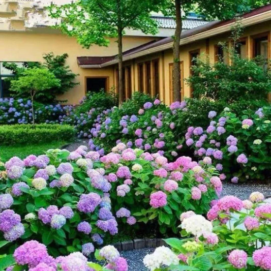 Hydrangea Seed: Unlock Nature's Beauty Home Essentials