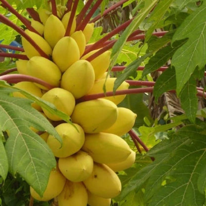 Golden Creamy Papaya Seeds Home Essentials