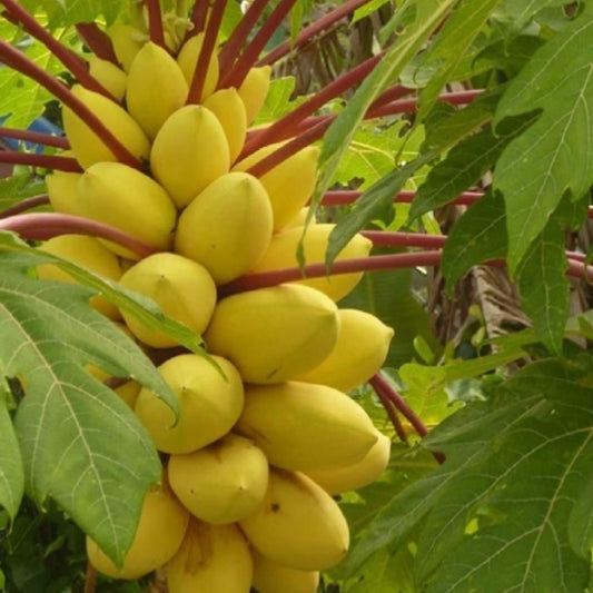 Golden Creamy Papaya Seeds Home Essentials