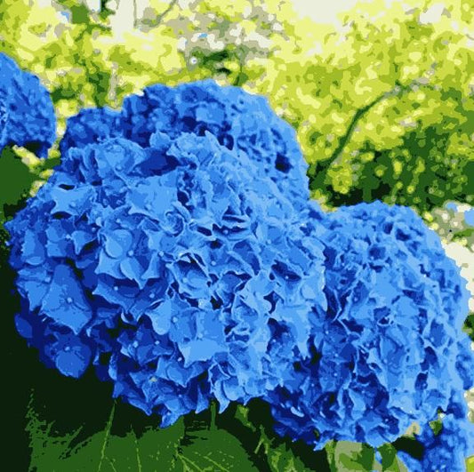 Hydrangea Seed: Unlock Nature's Beauty Home Essentials