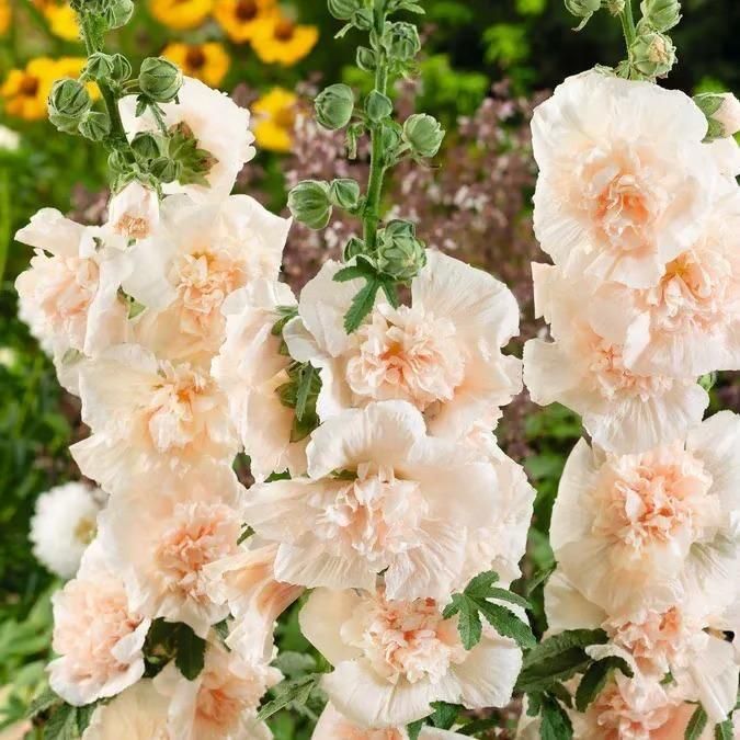 Imported Hollyhock Seeds	(Pack of 2) Home Essentials