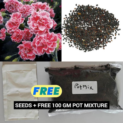 Carnation Seeds (Free Pot Mixture 100 gm)