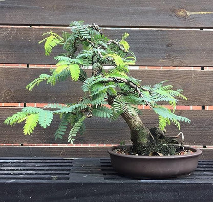 Tamarind Seeds (Free Pot Mixture 100 gm)