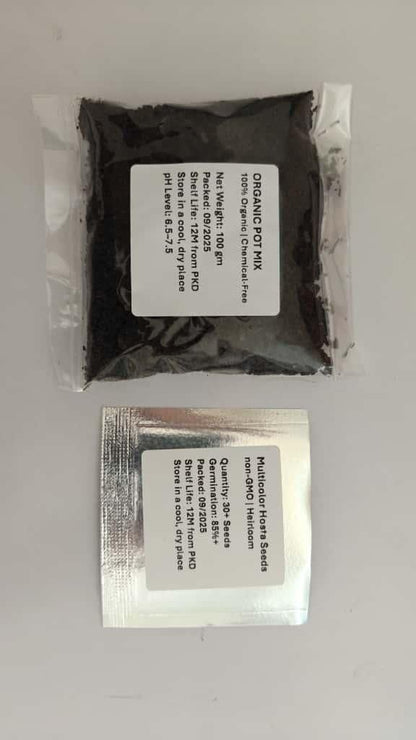 Multicolor Hosta Seeds + 100 Grams Organic Potmix Free