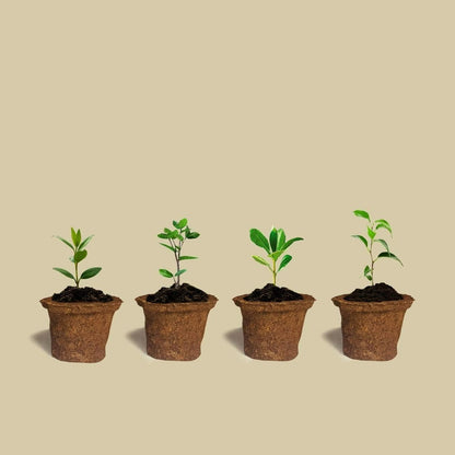 Special Soil Anti Root Breathable Plant Pot - 6 Pcs