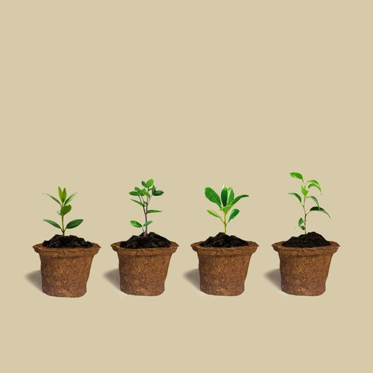 Special Soil Anti Root Breathable Plant Pot - 6 Pcs