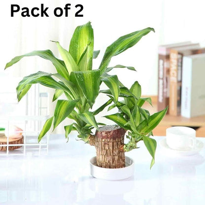 Brazilian Lucky Wood, Mini Home Plant Decorations	(Pack of 2) Home Essentials